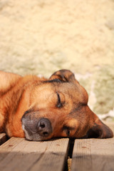 Vertical shot of a beautiful brown dog lying on the ground. Brown Malinois shepherd head with a beautiful face