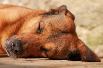 Adult brown red dog lying eyes closed. Belgian Malinois Shepherd sleeping on a wooden floor