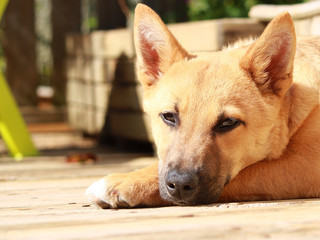 Cute little brown dog looking at the lens. Cute puppy lying on a wooden floor outside