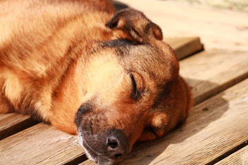 Adult brown dog lying eyes closed.  Belgian Malinois Shepherd with softness 