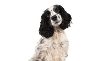 Portrait of a english cocker spaniel glancing away isolated on a white background in a horizontal image - obrazy, fototapety, plakaty
