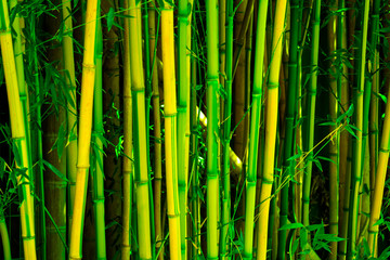thickets of green bamboo