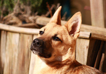 Cute little brown dog looking the sky. Pretty puppy lying in a garden outside