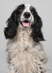 Portrait of a english cocker spaniel on a grey background