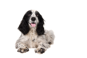 English cocker spaniel with mouth open seen from the front lying down isolated on a white background