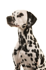 Portrait of a dalmatian dog looking away on a white background in a vertical image seen from the side