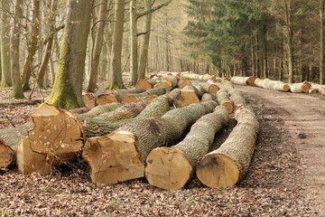 Stammholz - viele Baumstämme liegen am Waldweg