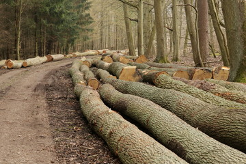 Stammholz am Waldweg