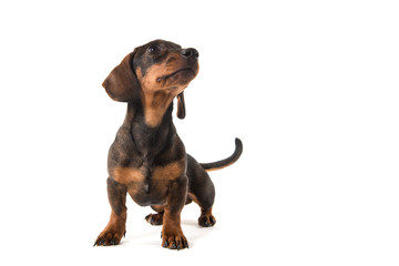 Obraz premium Smooth haired dachshund looking up standing isolated on a white background