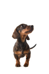 Smooth haired dachshund looking up standing isolated on a white background seen from the front