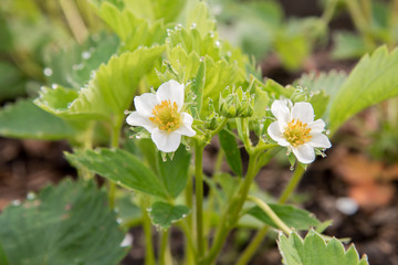 Obraz premium White flowers garden strawberries in the morning in droplets of dew and in sunlight