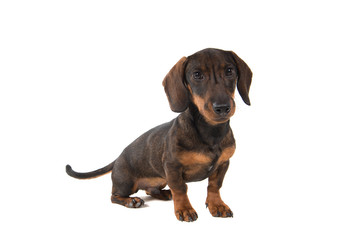 Smooth haired Dachshund looking at the camera sitting isolated on a white background