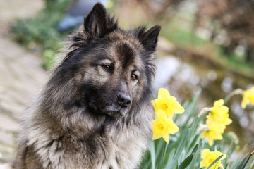 Eurasier, Hündin, Schönheit, Wachsam, Porträt, unscharfer Hintergrund, Natur