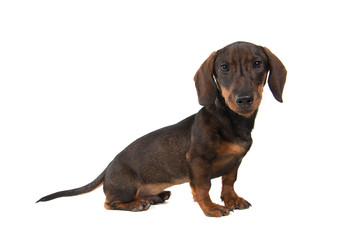 Smooth haired Dachshund looking at the camera sitting isolated on a white background seen from the side
