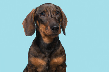 Portrait of a smooth haired Dachshund looking away on a blue background
