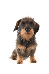 Sitting wirehaired Dachshund looking at the camera isolated on white background seen from the front