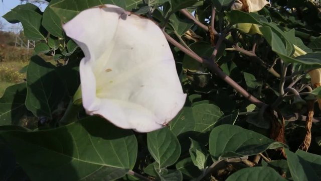 Jalap (Mirabilis jalapa) with large flowers in late summer, garden plant