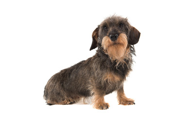 Side view of a sitting wirehaired Dachshund looking up isolated on white background