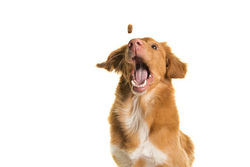 Portrait of a Nova Scotia Duck Tolling Retriever catching a coockie with mouth wide open on a white background