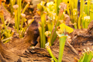 Carnivorous plants leaves background, Sarracenia flava