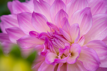  Japan Dahlia