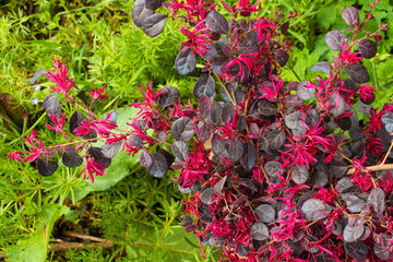 Naklejka premium Leaves and flowers on a Loropetalum Chinense plant growing in north east Italy. This evergreen shrub is commonly known as Loropetalum, Chinese Fringe Flower or Strap Flower