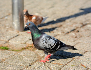 Pigeons