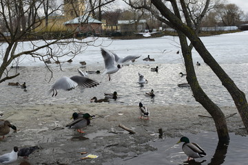 Fototapeta premium group of seagulls on beach