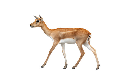 Female of Black buck deer isolated on white background