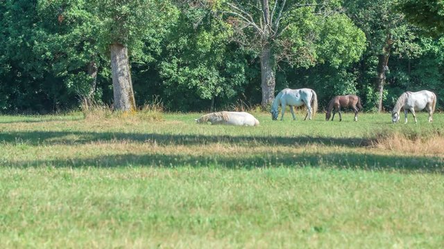A beautiful white horse is having fun rolling on his back outside on the grass. The day is beautiful.