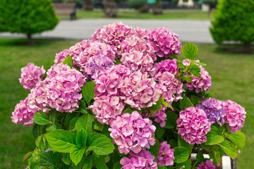 Hydrangea flowering bush