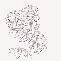 Sketch Floral Botany Collection. Rose flower drawings. Black and white with line art on white backgrounds. Hand Drawn Botanical Illustrations