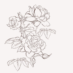 Sketch Floral Botany Collection. Rose flower drawings. Black and white with line art on white backgrounds. Hand Drawn Botanical Illustrations.