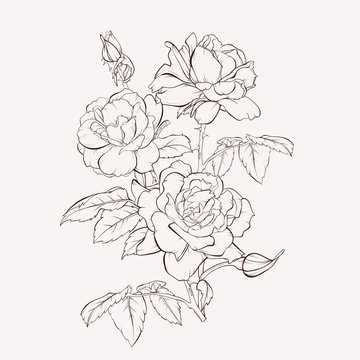 Sketch Floral Botany Collection. Rose flower drawings. Black and white with line art on white backgrounds. Hand Drawn Botanical Illustrations.
