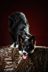 Border Collie Doing a Funny Trick