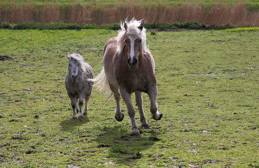 Galopp