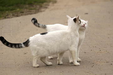 zwei weiße Katzen beim Schmusen