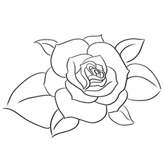 succulents line vector illustration