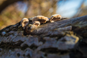 Pilze an liegendem Baumstamm, Treibholz, Makro