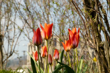 Tulip