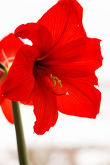 red flower isolated on white background