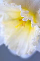 Fototapeta premium Macro shot of a beautiful white daffodil flower head.