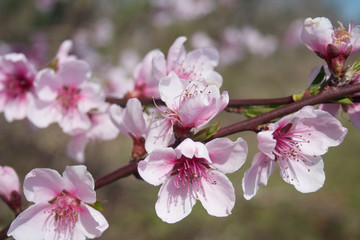 Pink Peach flowers on branch. Peach tree in bloom in springtime. Prunus persica