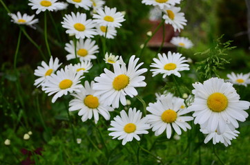 Wildflowers, Chamomile, Nature