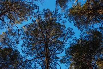 Obraz premium trees against blue sky