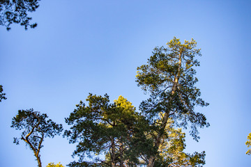 Obraz premium trees against blue sky