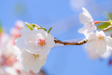 桜と青空