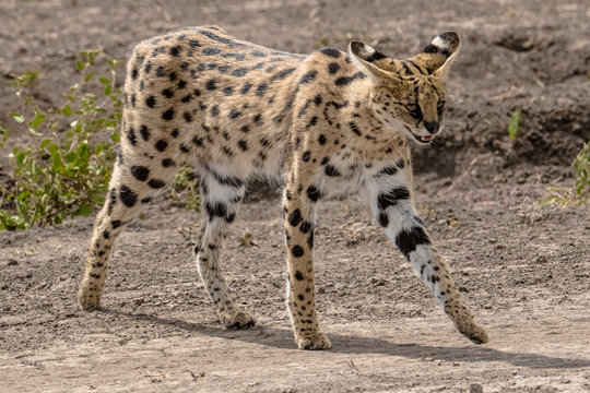 serval in africa