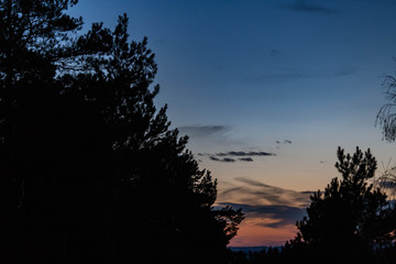 the tops of coniferous trees in the forest at night