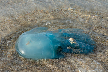 Blue blubber (or Jelly Blubber) Jellyfish (Catostylus mosaicus) wash up on shore during the Jellyfish season